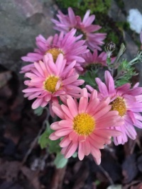 Chrysanthemum Old